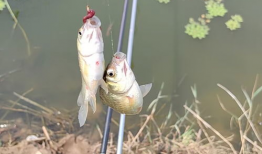 野外钓鱼视频大全,视频大全中的钓鱼奇遇记